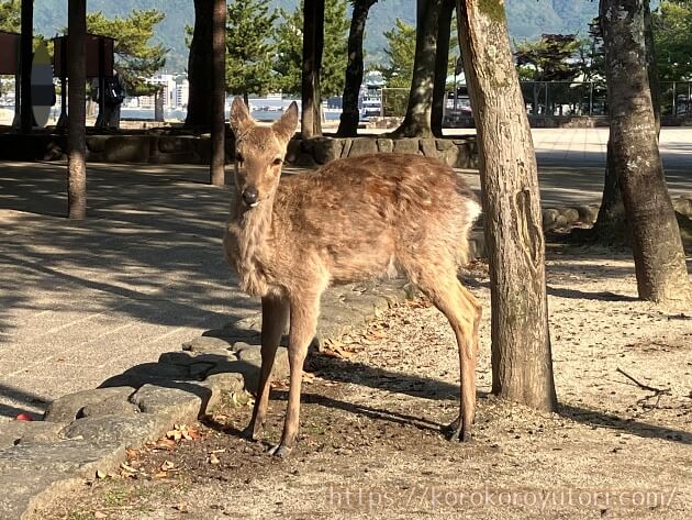 厳島神社22　宮島の鹿