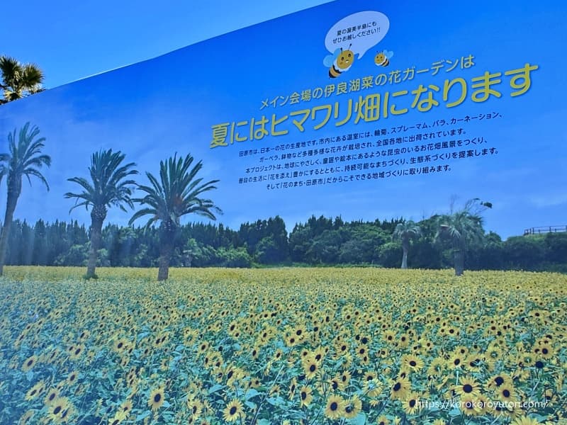 伊良湖24　菜の花ガーデン　夏ひまわりa