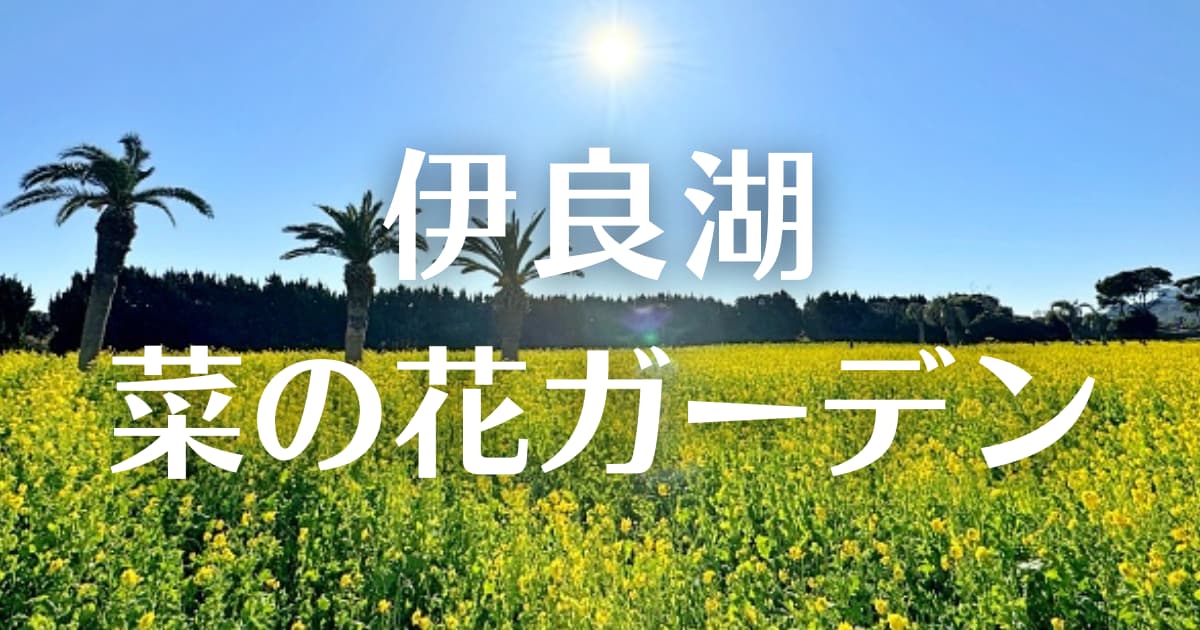 アイキャッチ　伊良湖菜の花ガーデンa