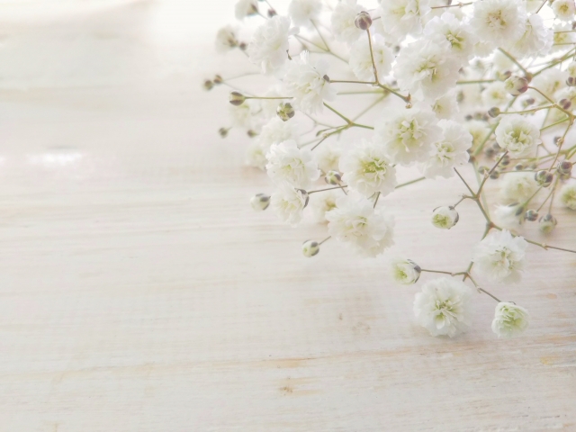 背景 かすみ草02